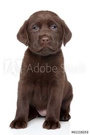 chocolate labrador puppy portrait in 2021 puppy dog images labrador labrador dog