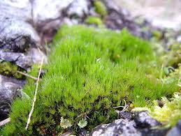 Hairy Moss On Log Ditrichum Flexicaule Moss Plants Species