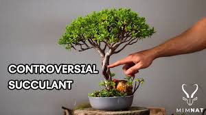 Image result for Crassula sarcocaulis