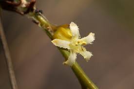 Image result for Thesium dolichomeres