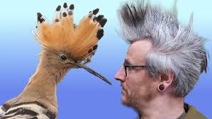 Searching For A VERY Special Bird in Cornwall