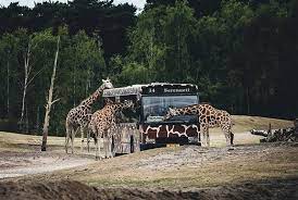 Een ongeëvenaarde belevenis voor het hele gezin! Safaripark Beekse Bergen Dagje Uit Vanaf De Katjeskelder