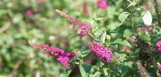 Image result for Buddleja pulchella