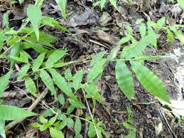 Image result for Oplismenus hirtellus