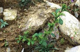 Image result for Lophiocarpus latifolius