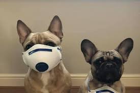 Leeds pet owners share adorable pictures of their furry friends in lockdown