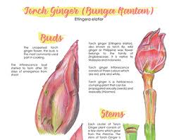 Bunga kantan (english ginger bud) was use traditionally often for making delightful malay dishes i.e. Nurain Nadhirah On Behance