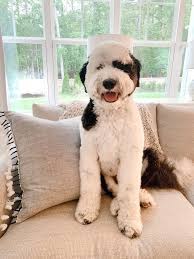 How much does a sheepadoodle cost? Our Giant Sheepadoodle The Good Bad The Smelly Chrissy Marie Blog