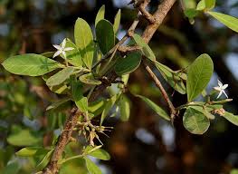 Image result for Carissa spinarum