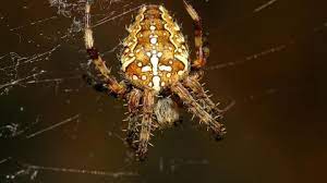 If you see a garden spider, don't worry about being bitten by it. Garden Spider The Wildlife Trusts