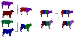 Crossbreeding For The Commercial Beef Producer Beef Cattle