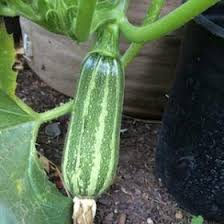 Shredded hardwood for a water reserve, lime & organic fertilizer and organic matter (to hold water) is the best way to set up the container soil for success. Bush Baby Zucchini Are Well Proportioned Even At Small Sizes They Re Perfect For Growing In Containers Types Of Zucchini Zucchini Plants Growing Zucchini