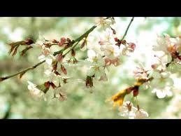 Bernard L Hoir Before Night Falls Youtube bernard l hoir before night falls