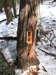 We did not find results for: Who Made Mysterious Rectangular Tree Holes Ask A Naturalist