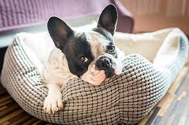 Maybe you would like to learn more about one of these? The 10 Best Pet Stores In Pennsylvania