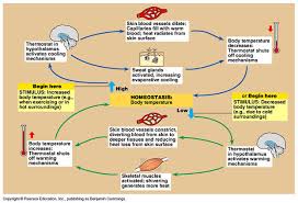 Topic 6 6 Hormones Homeostasis And Reproduction Amazing World Of Science With Mr Green