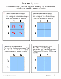 Punnett Squares Worksheet Education Com Biology Classroom Teaching Biology Teaching Science