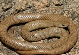 We did not find results for: Harmless Groundsnakes Quite Common In The Lone Star State