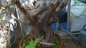 Image result for Obetia