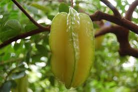 Image result for Averrhoa carambola