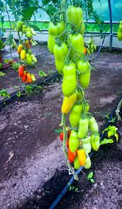 Romas do tend to be a little easier to grow than other tomatoes due to the fact that many are fusarium and verticillium wilt resistant. Roma Tomatoes Gardening