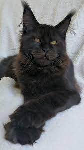 Maisha S Maine Coon Home Facebook
