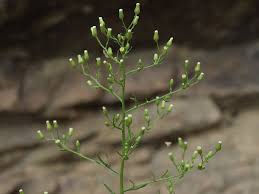 Image result for Erigeron canadensis