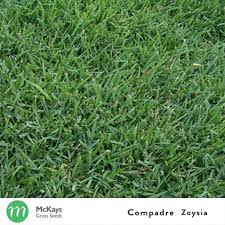 Zoysia plugs ( zoysia spp.), also known as zoysiagrass or simply zoysia grass, are a perennial grass that grows in u.s. Compadre Zoysia Grass Seeds Mckays Grass Seeds