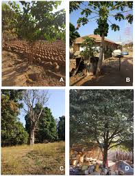 Image result for Sphaeranthus peduncularis