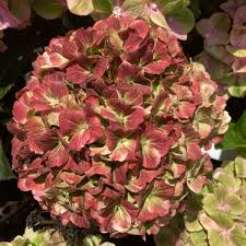 Image result for Hydrangea macrophylla bela obrázek