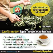 Uzun Yasama Sirri Zeytin Yapragi Cayinin Faydalari Saglik Zeytin Saglikli Olmak
