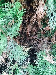 I just looked at them today and theyre turning brown on the inside. Are My Arborvitaes Dying Or Dead Helpfulgardener Com