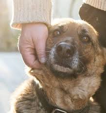 *appointments are available every day of the week except fridays. Fees Packages Home Pet Euthanasia Cremation Happy Endings