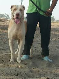 The lifespan of the bully kutta is around 8 to 10 years. Indian Mastiff Pakistani Mastiff Dog Breed Information Mylilpaw