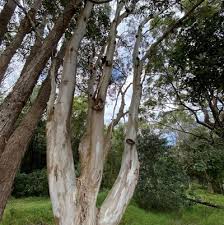 Image result for Eucalyptus tereticornis