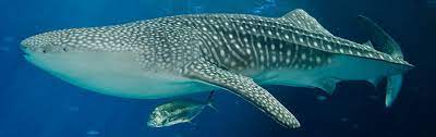 Georgia aquarium is home to hundreds of species and thousands of animals across its seven major galleries. Whale Shark Georgia Aquarium
