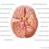 When the team blocked the action of cyclophilin a, either by knocking out its gene or by using the drug cyclosporine a to inhibit it, the damage in the mice was. Https Encrypted Tbn0 Gstatic Com Images Q Tbn And9gcthqmrxsa01jvrd4ix7grejczelxviq36mq5ljbm9d9bkk9hrfo Usqp Cau