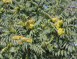 I got them trees for you 2. Washington State Noxious Weed Control Board