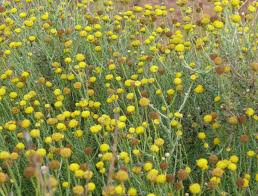 Image result for Pentzia