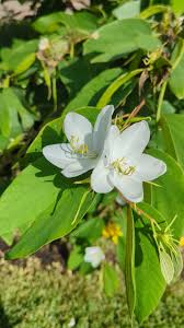 Image result for Uvaria acuminata