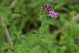 Image result for Clinopodium simense