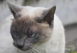 They make your hair celebrate its outlook. Gray And Cream Short Haired Siamese Cat With Blue Eyes Photograph By Dejavu Designs