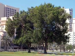 Image result for Conocarpus