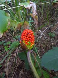 Image result for Arisaema