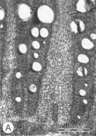 Image result for Albertisia exelliana