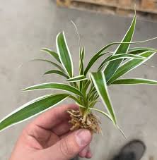 Image result for Chlorophytum minor