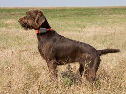 Pudelpointer dogs & puppies for sale. The Pudelpointer Autumn Breeze Kennel