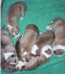 Puppies for sale from dog breeders near oregon. Pin On Animals Pet Health