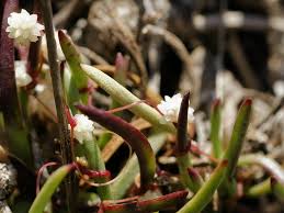 Image result for Cuscuta planiflora