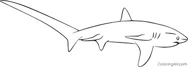 Easy Thresher Shark Coloring Page - Coloringall